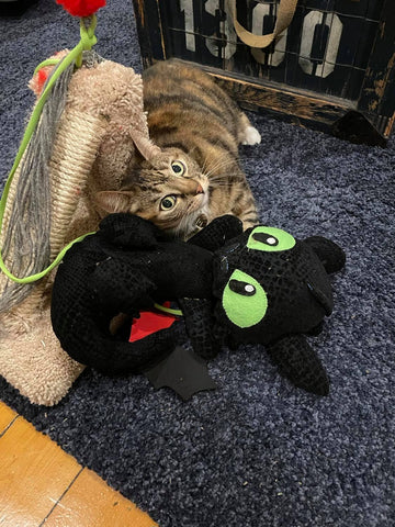 Gwen, a striped cat plays on the carpet with a handcrafted stuffed toy that is a black dragon with green eyes