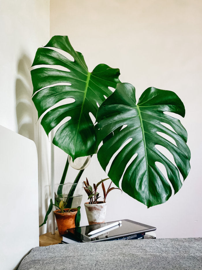 Monstera in einem Schlafzimmer