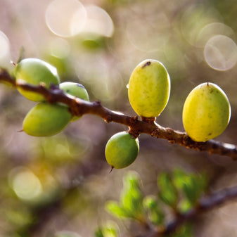 Die Früchte des Arganbaumes sind für die Wirkung und Inhaltsstoffe des Arganöls verantwortlich.