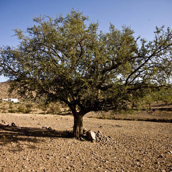 Arganbaum, dessen Früchte für die Herkunft und Herstellung von Arganöl essenziell sind.