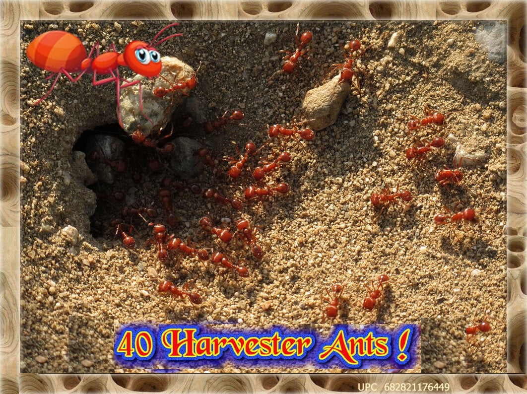 Live Ants 40 Active Western Harvester Ants For Ant Farms Free Ant Insect Sales Com