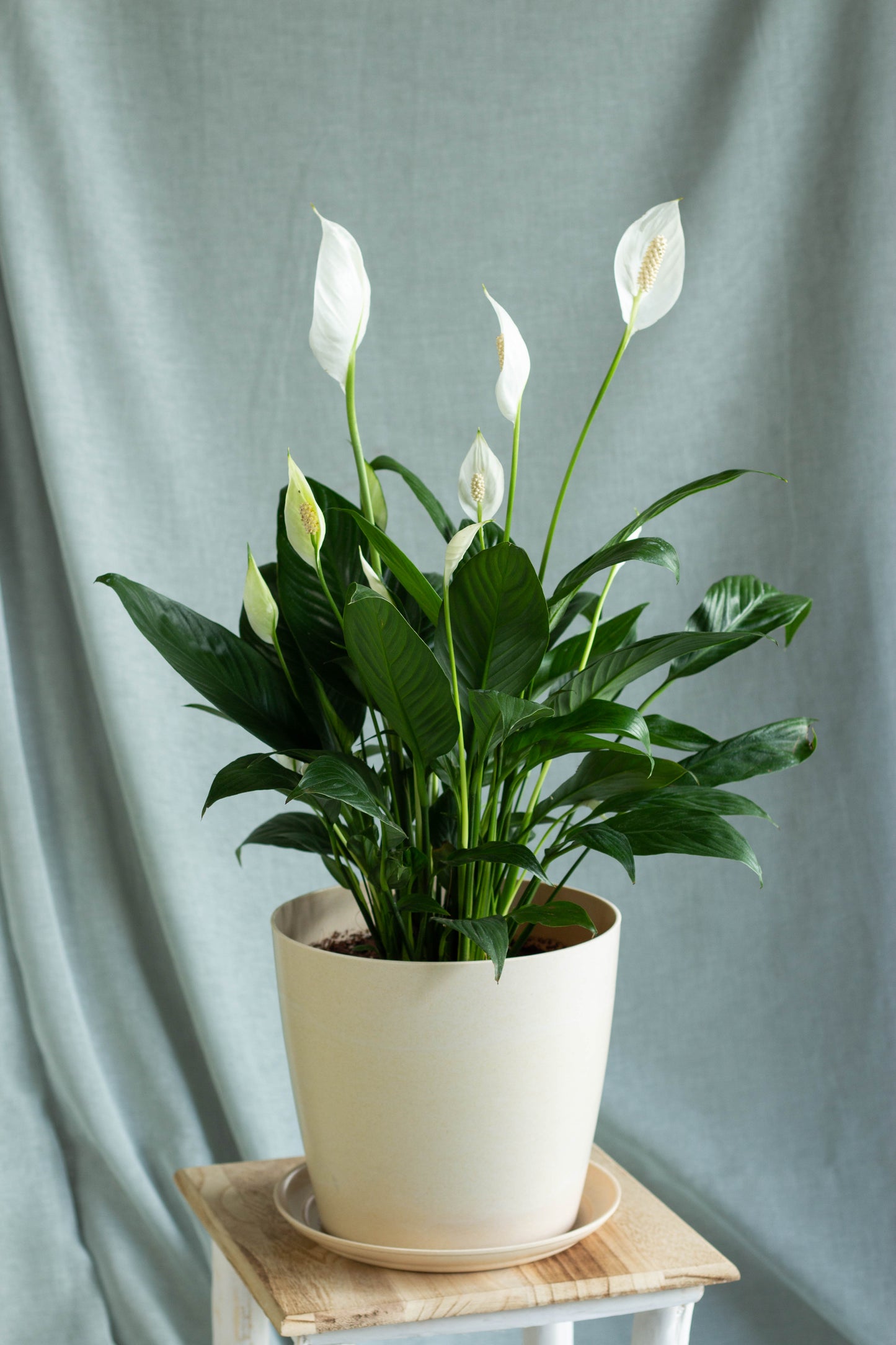 Peace Lily Bloomspace   L11PeaceLilyBeige 1445x 