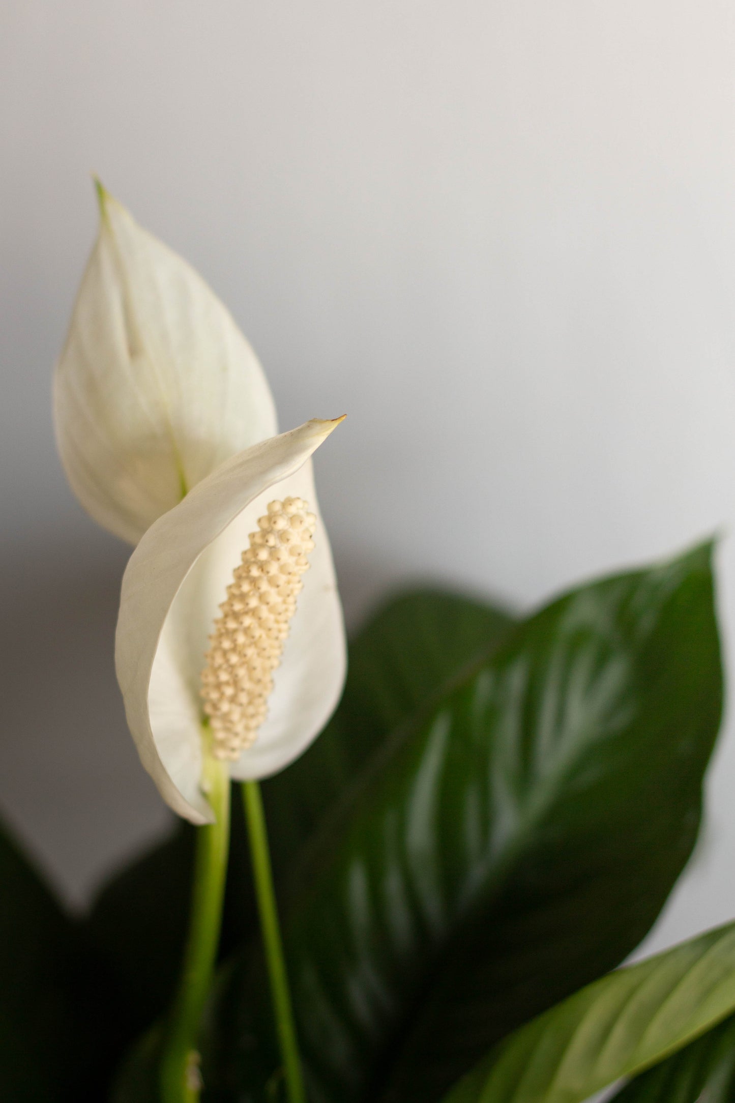 Peace Lily – Bloomspace