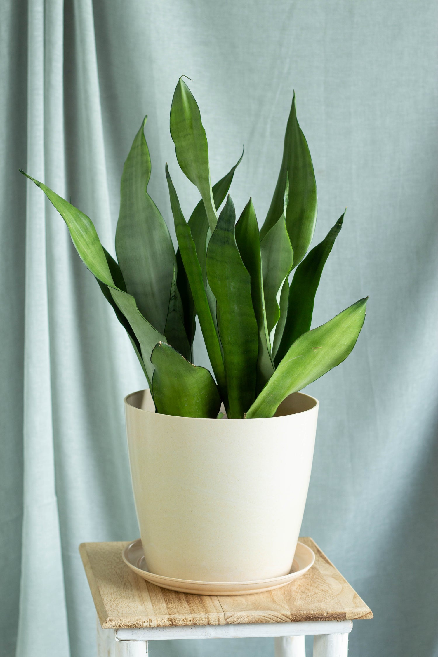 Sansevieria Moonshine – Bloomspace