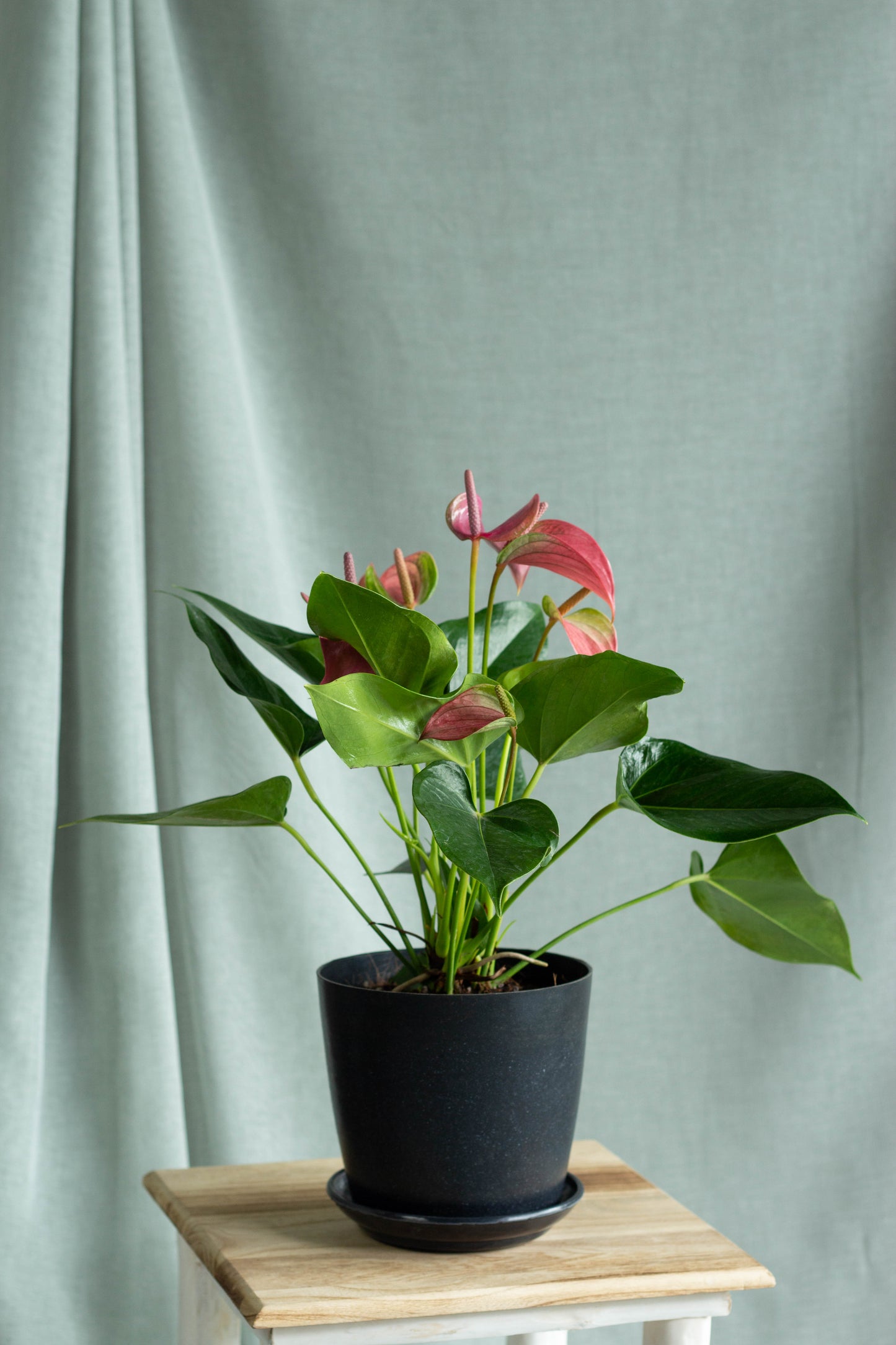 Anthurium Pink – Bloomspace