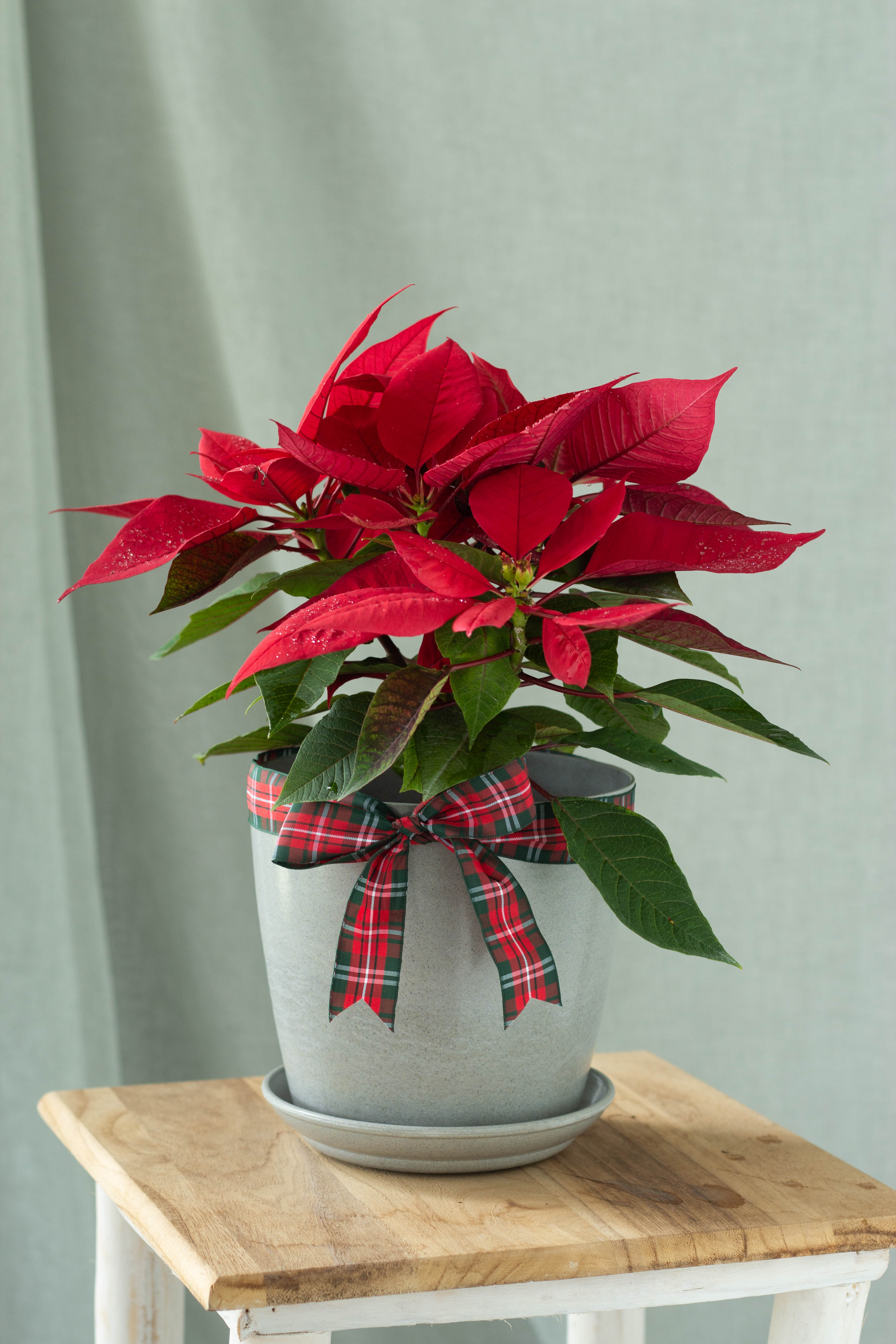 Red Poinsettia – Bloomspace
