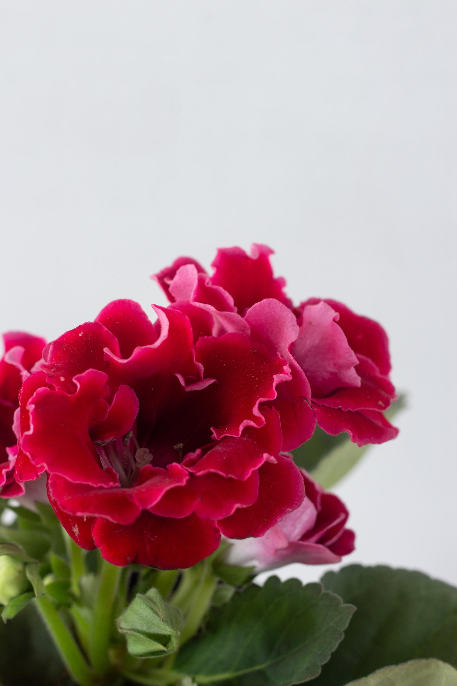 Gloxinia Red – Bloomspace