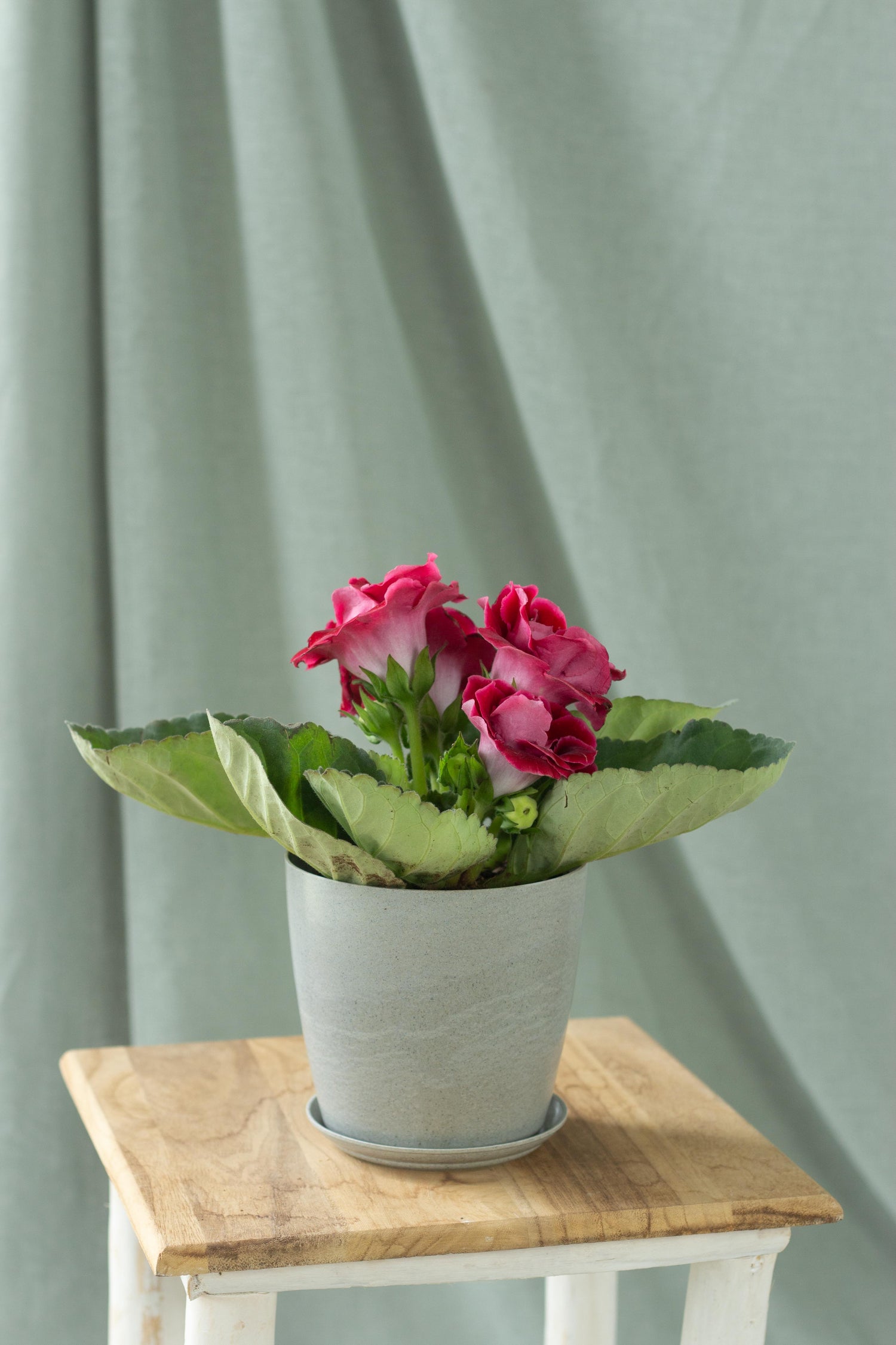 Gloxinia Red – Bloomspace
