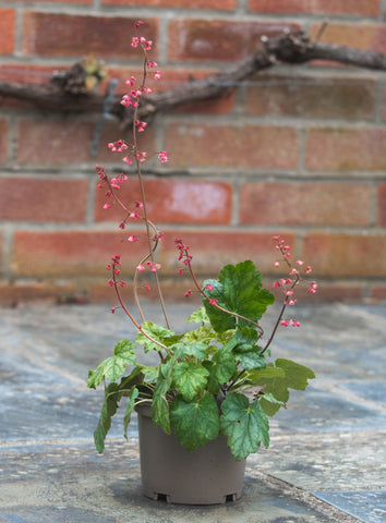 Plant from commercial nursery on garden patio