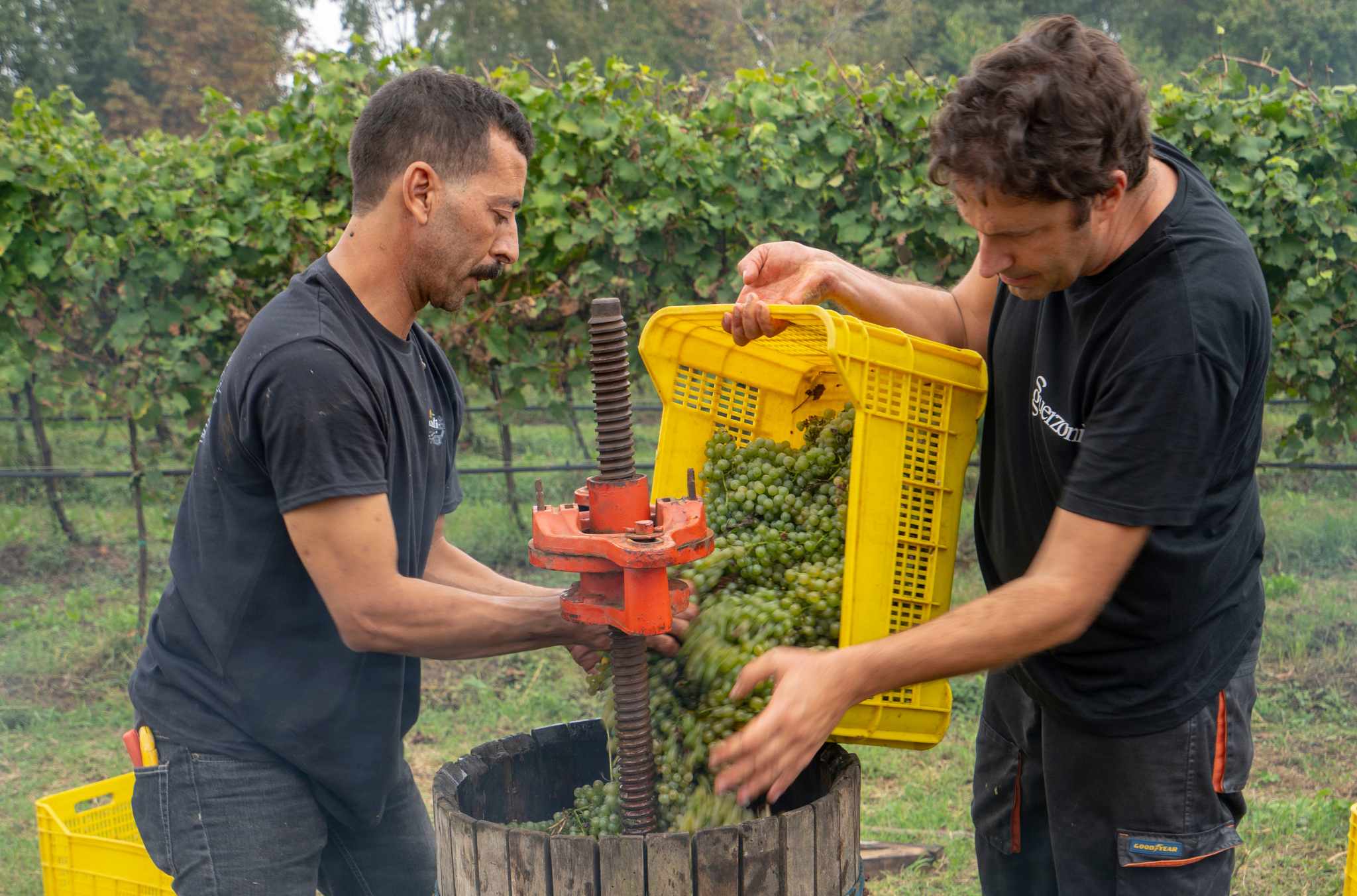 Lorenzo and teammate pouring grapes into a barrel outside