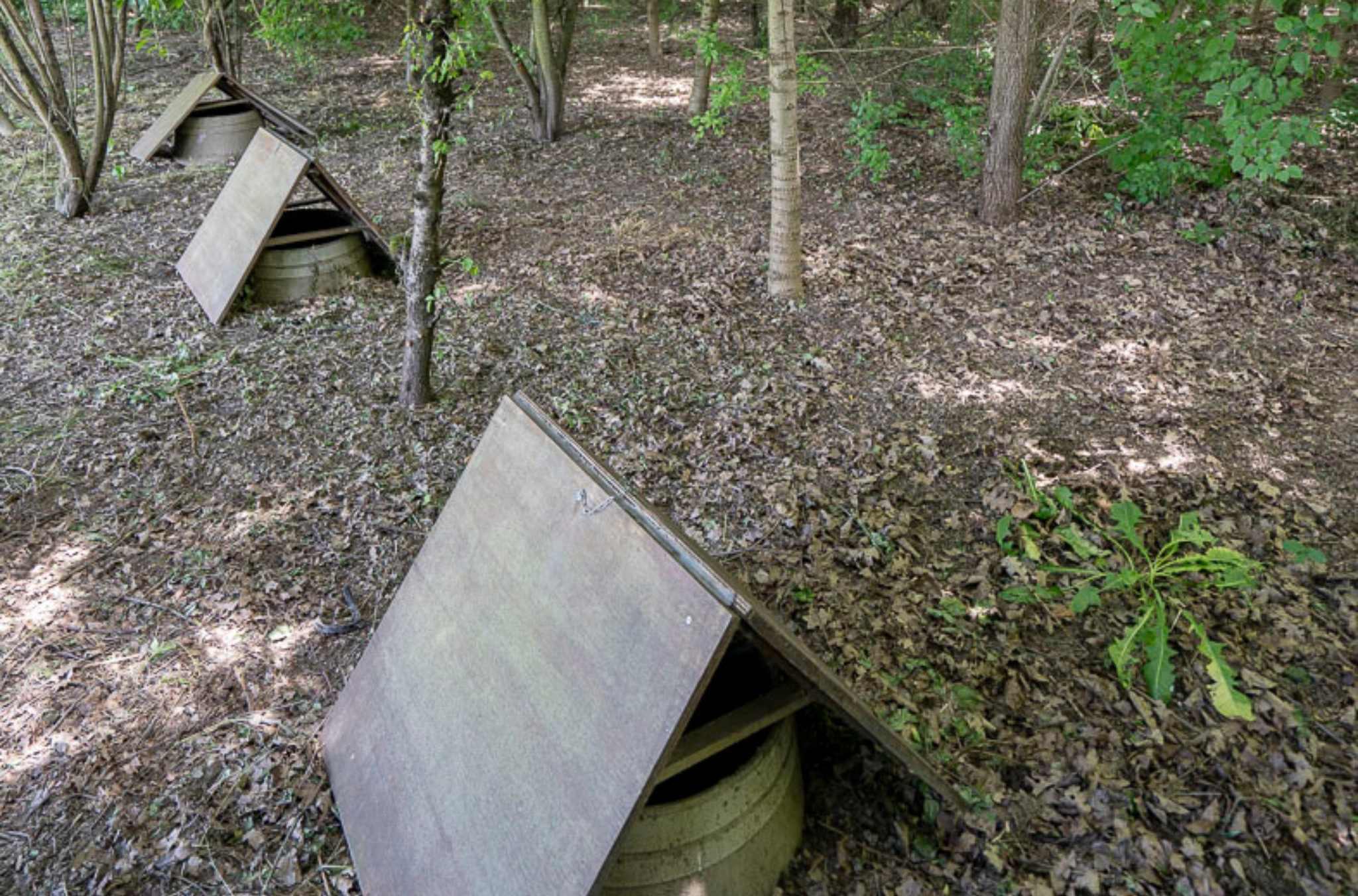 oak barrels partially buried in the ground