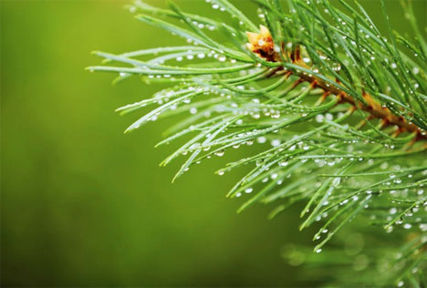 Tree Branch (Xylem) Filtration