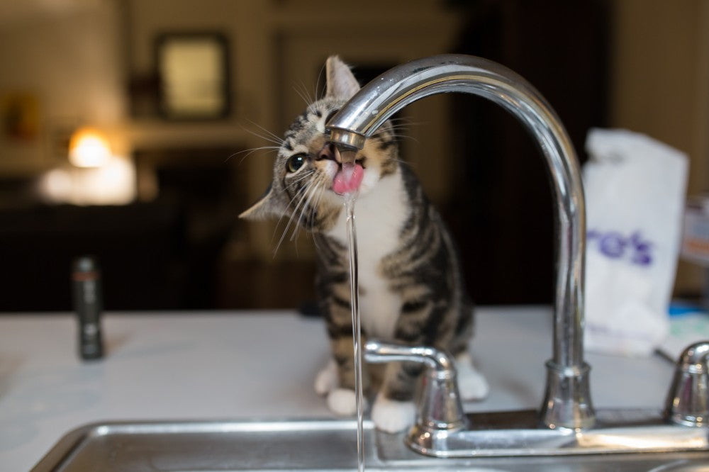 can cats drink sink water