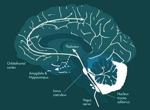 Vagus Nerve Stimulation, Cognitive Enhancement, Nurosym 