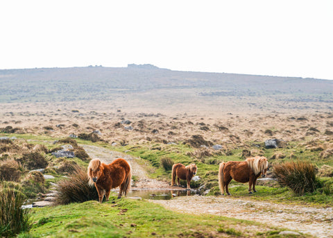 Dartmoor Photography Gifts