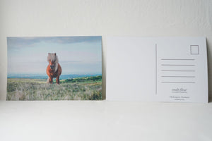 Dartmoor Pony Postcard