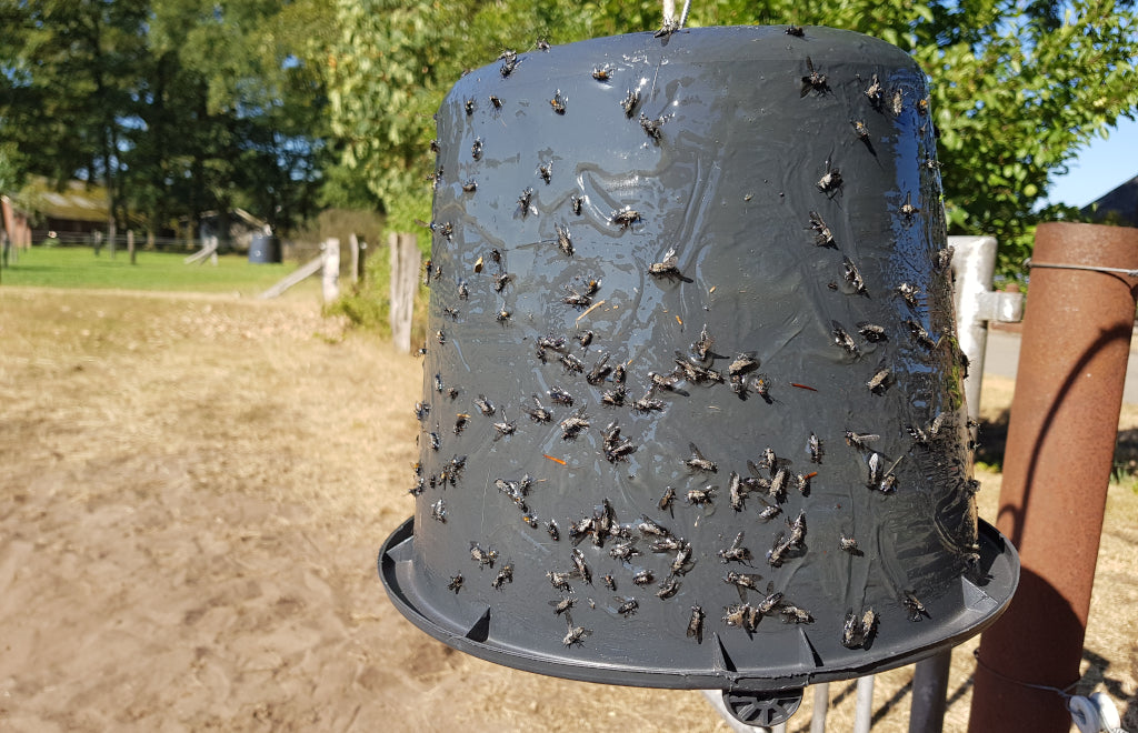 Dazenval met dazenvallijm van Sticky Trap