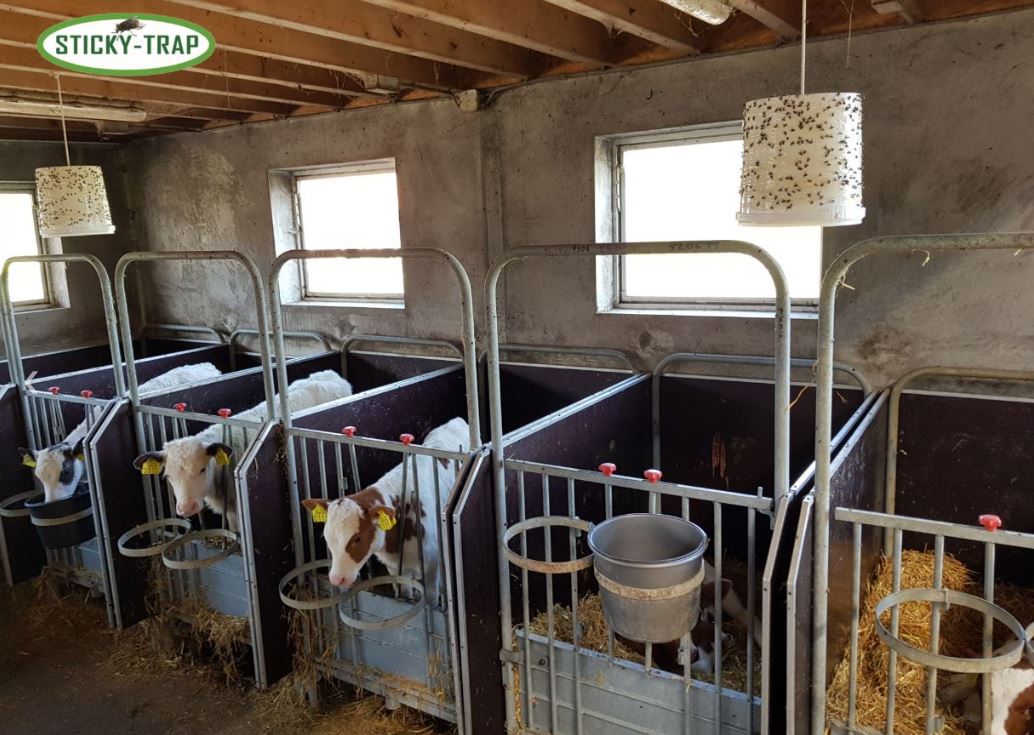 Vliegenval voor in de stal bij koeien en kalveren