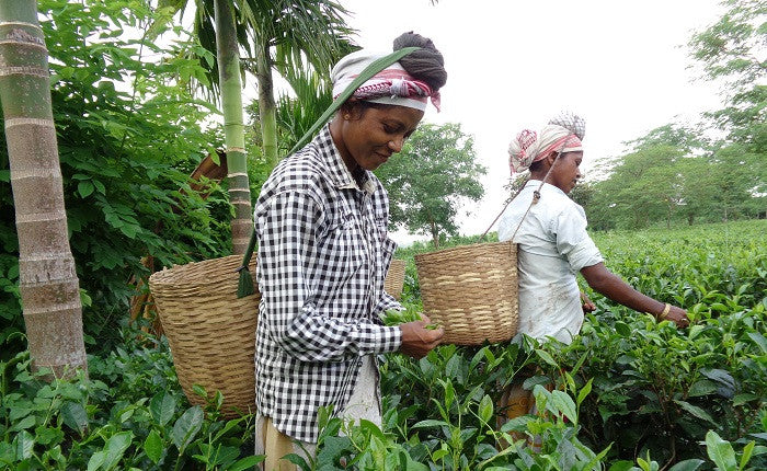 Assam tea worker