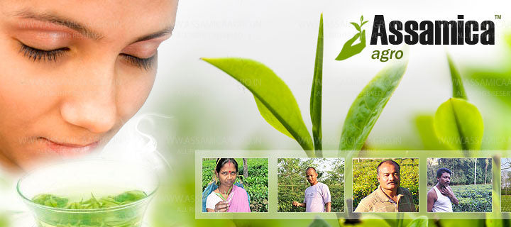 Assamica Agro - Loose Leaf Green Tea
