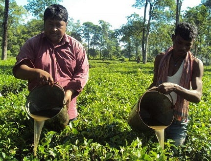 Organic Tea Farmers From Assam