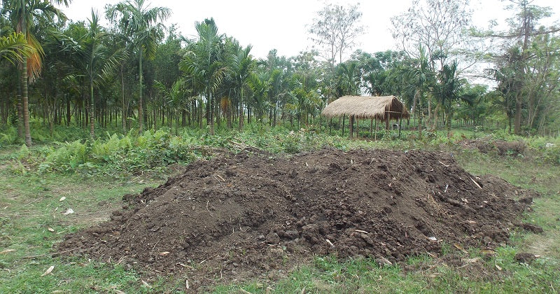 Organic Manure Pile in Kanoka Tea Estate