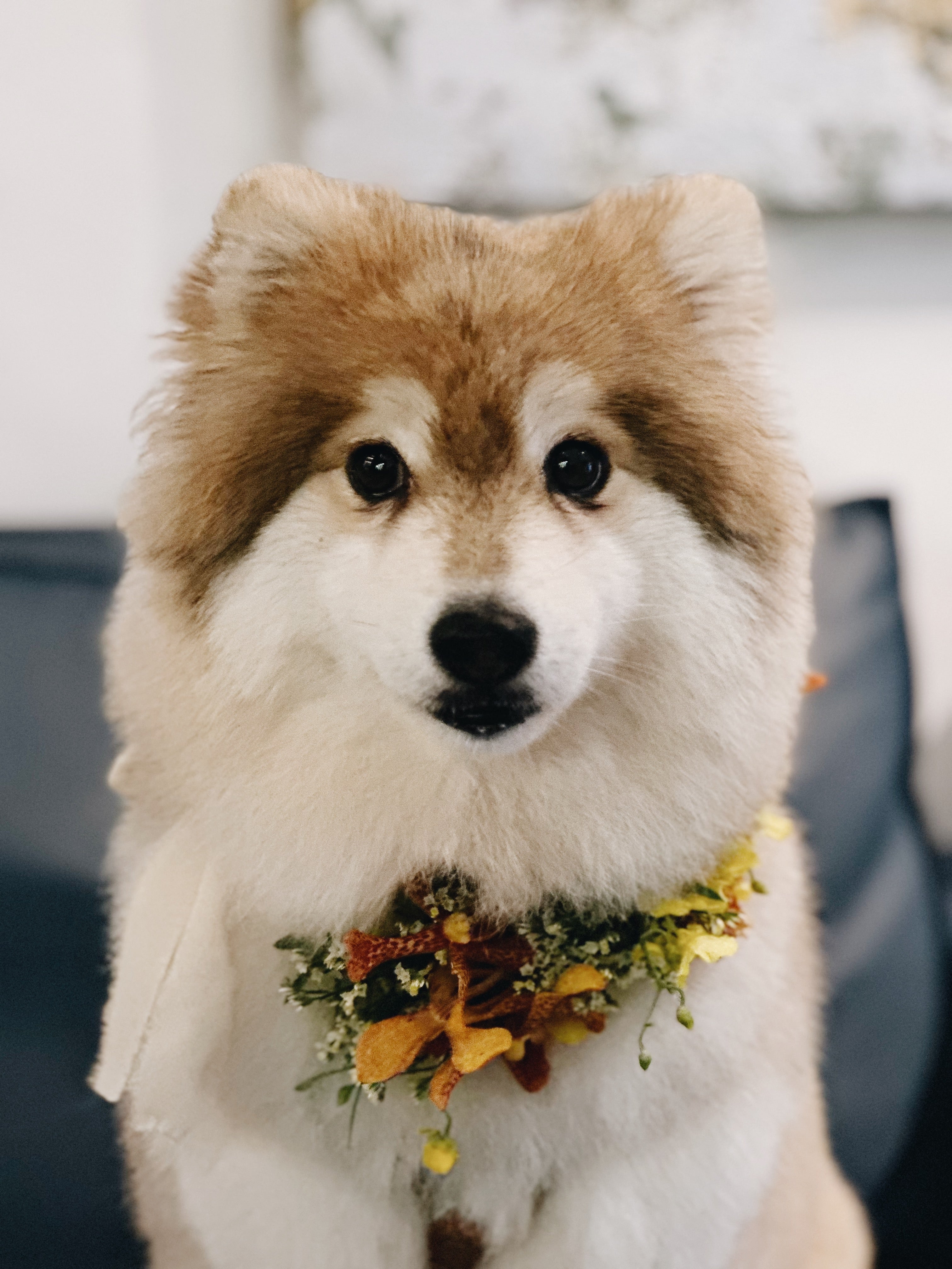 Botanical Tropical Floral Dog Collar for Private Dinner at 87 Wine Club 17