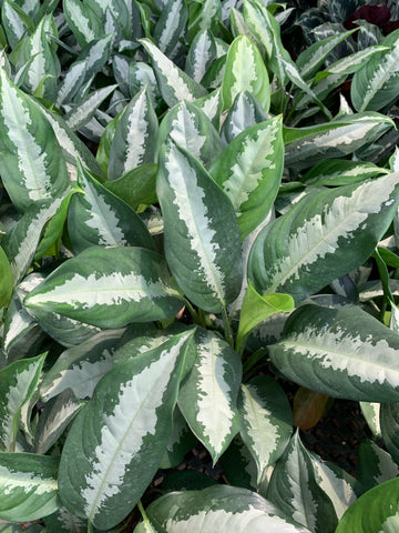 Echevaria.co