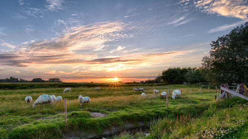 Australia Perth Sheep.jpg__PID:972a1e13-8361-4c68-98f7-673654db099c