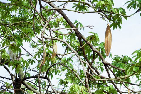 Kapok tree fruit
