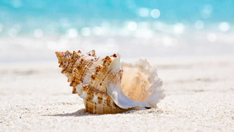 sea shell for decorating your home mediation alter