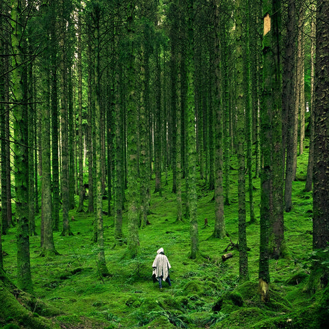 Forêt Amazonienne, Magie Verte, Respect de la Nature | Witchiz