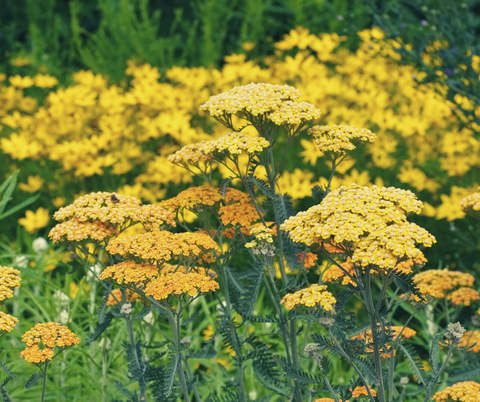 Yarrow