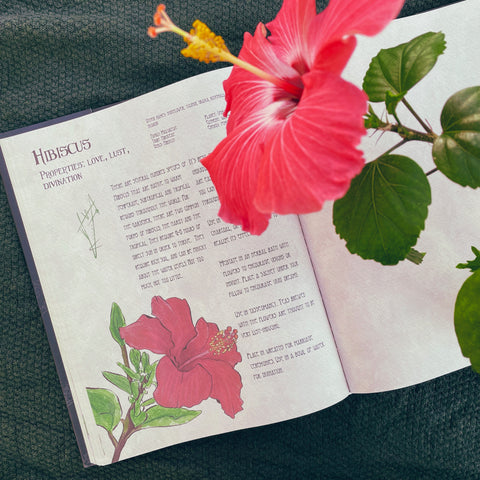 hibiscus page from the Likely Herbarium