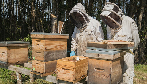 Les principes d’une apiculture responsable