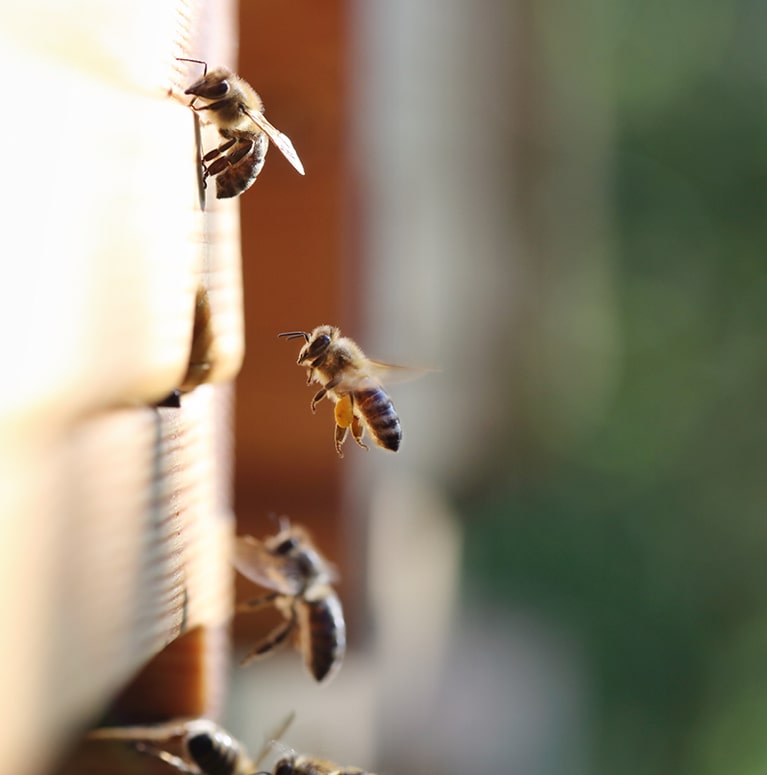 La vie d'une ruche : fonctionnement et organisation des abeilles