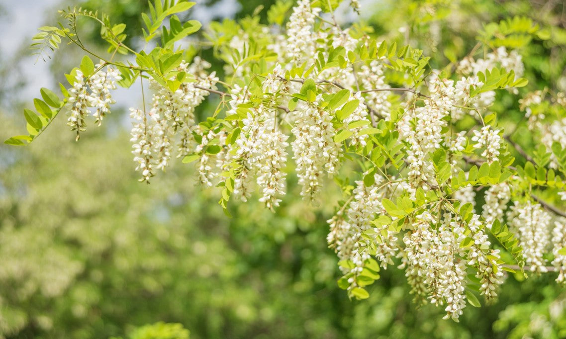 acacia