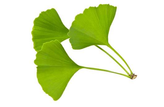 Gingko biloba