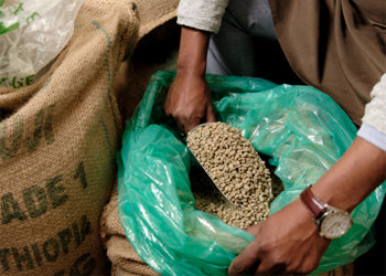 Small Producers of Organic Fairtrade Coffee from Ethiopia