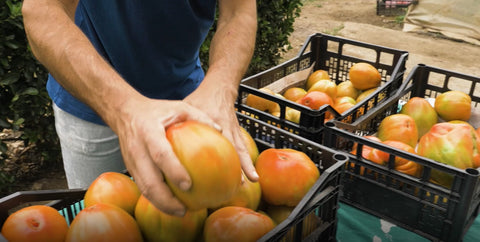 Tomates de Urdaibai