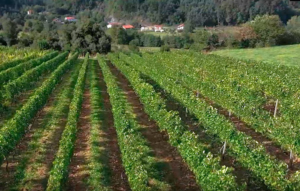 Viñas donde se produce urdaibai Txakolina
