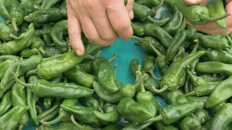 pimientos de Gernika producidos en Urdaibai