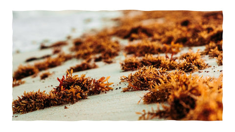 what is sea moss