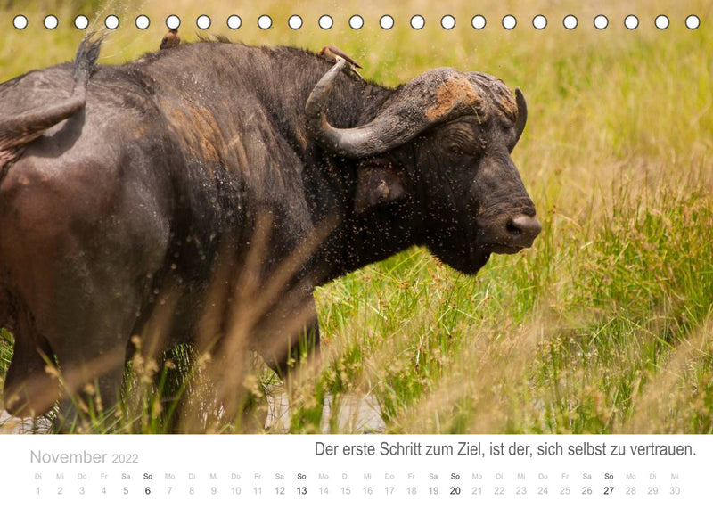 45++ Kalender mit positiven spruechen , Tierische Glücksmomente mit Weisheiten (Tischkalender 2022 DIN A5 quer KALENDERHAUS Eine