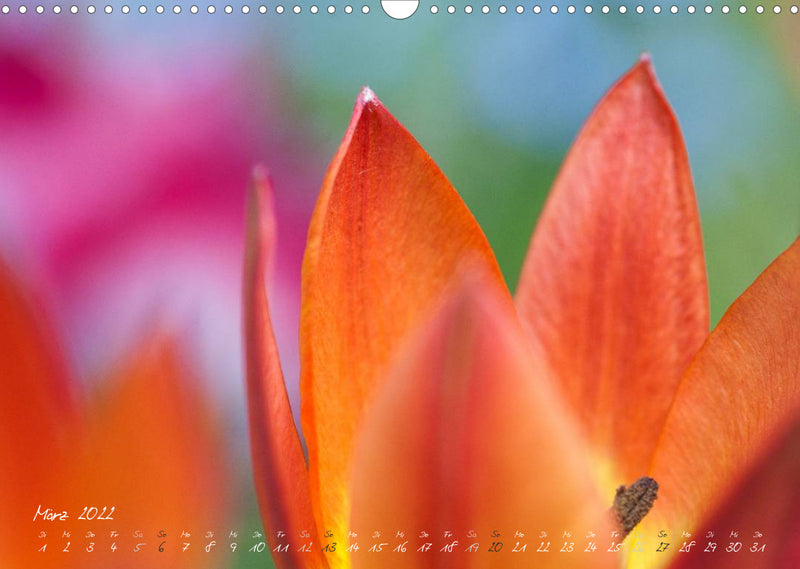 Blütenzauber in meinem Garten (Wandkalender 2022 DIN A3 quer)