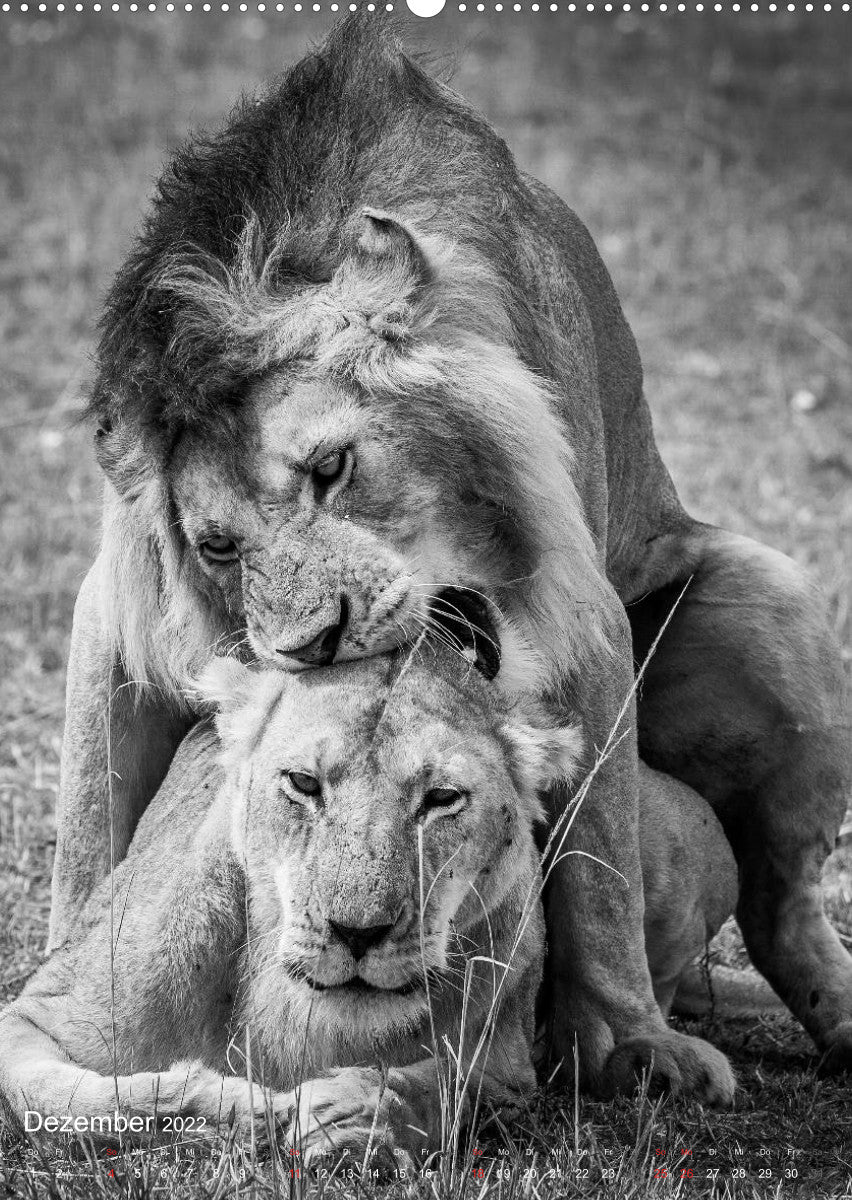 32+ Koenig der loewen sprueche , FineArt in Black and White Der König der Löwen (PremiumKalender 2022 KALENDERHAUS Eine