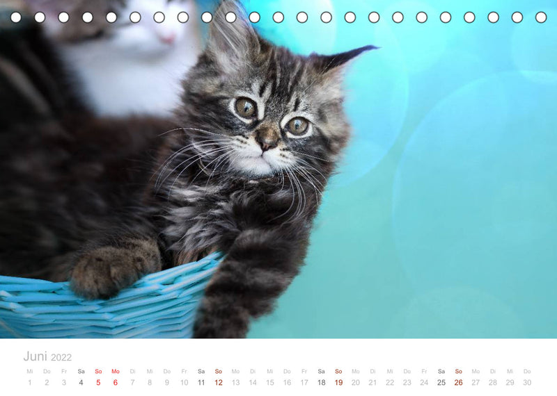 Katzenbabys beobachtet (Tischkalender 2022 DIN A5 quer)