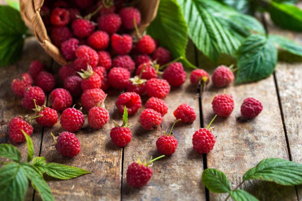 Herb - Raspberry Leaf