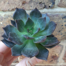Load image into Gallery viewer, Echeveria CHOCOLATE 5.5cm
