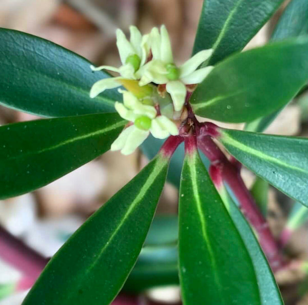 Female Pepperberry